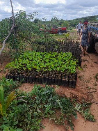 Ação conjunta de entidades garantem a distribuição de mudas a municípios do Piauí
