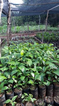 O Cefas está realizando a distribuição de mudas de plantas nativas para o plantio imediato