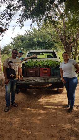 Cefas realiza distribuição de mudas de caju na comunidade de Ipueiras