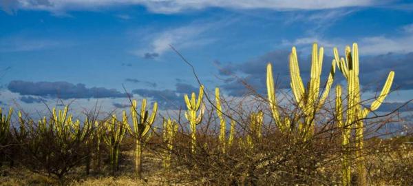 Potencialidades do Semiárido para a agricultura brasileira