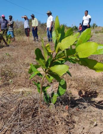  Dia de campo é realizado pelo Cefas através do Projeto PRS Caatinga