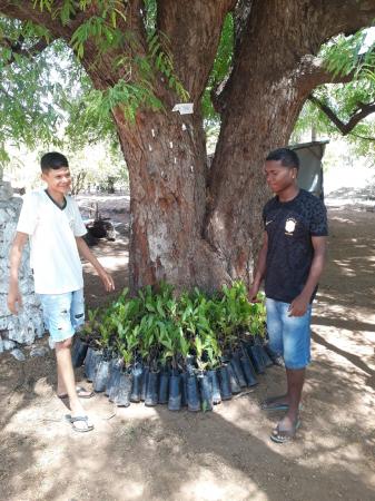 CEFAS DISTRIBUI MUDAS PARA ESCOLA-FAMÍLIA-AGRÍCOLA DOM EDILBERTO